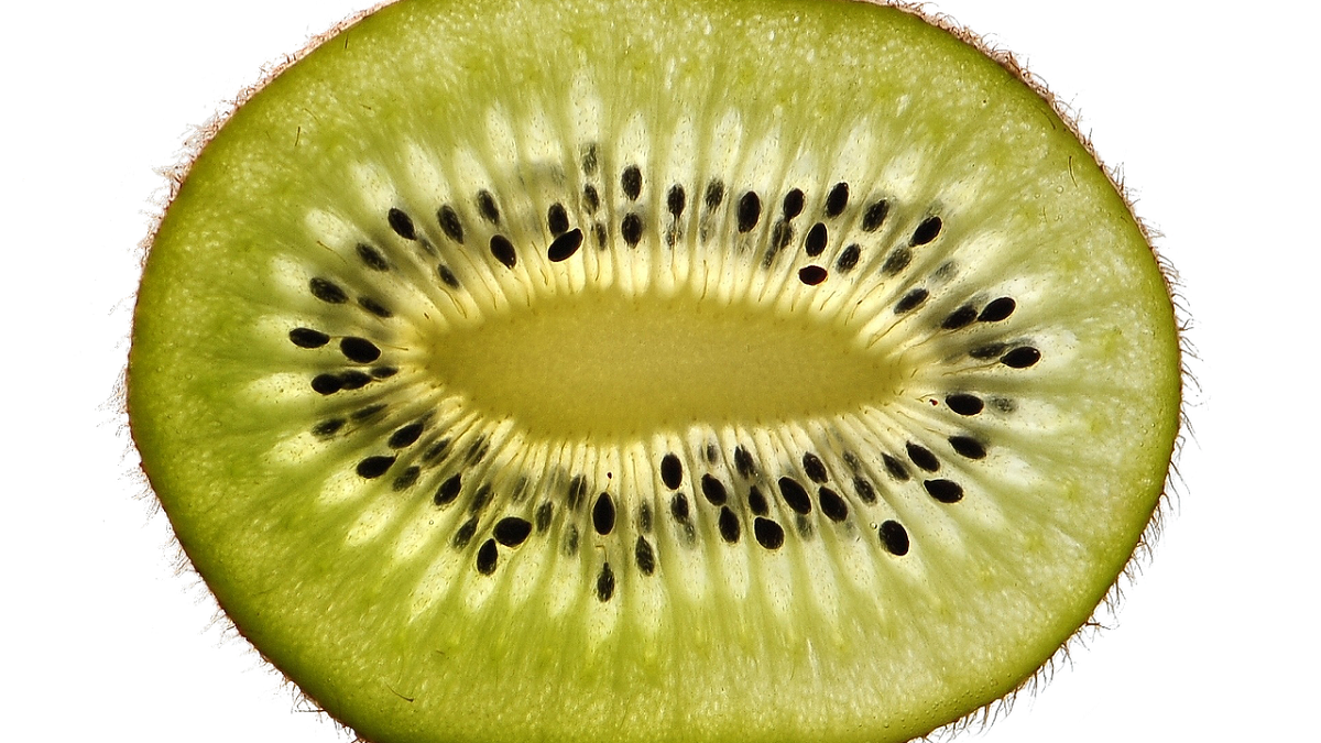 kiwi absoger.png